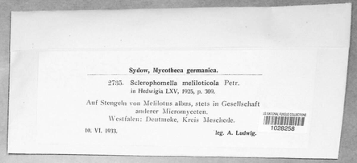 Sclerophomella meliloticola image